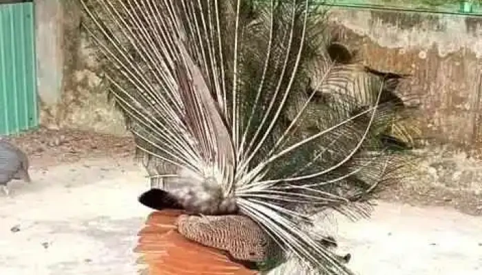U Minh Thuong Dia Diem Ly Tuong Video - Kiên Giang