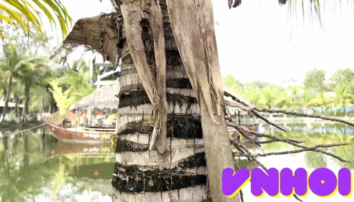 Van Huong Mai Cua Khach Tro - An Giang