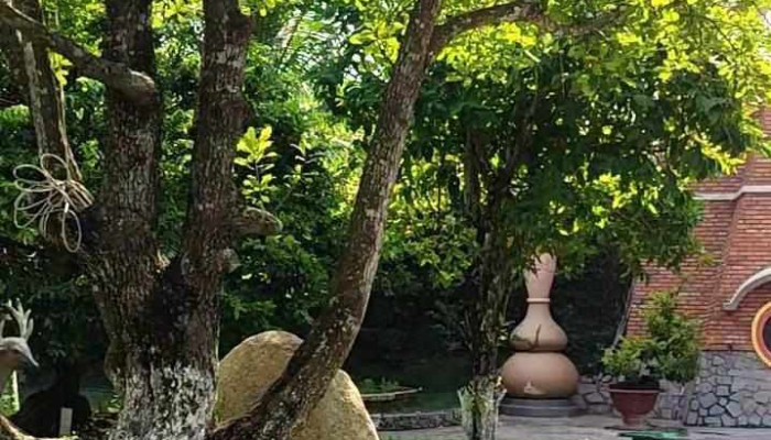 Van Huong Mai Ngoai That - An Giang