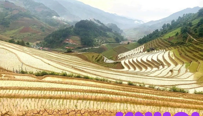 Vong Lua Mong Ngua Mu Cang Chai Cua Chu So Huu - Yên Bái