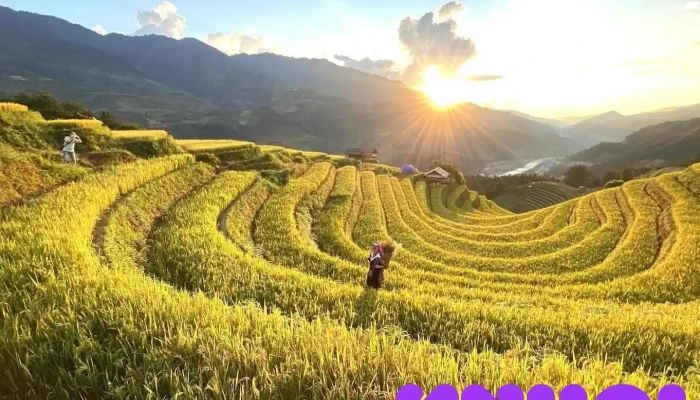 Võng Lúa (Móng Ngựa), Mù Cang Chải, - Yên Bái