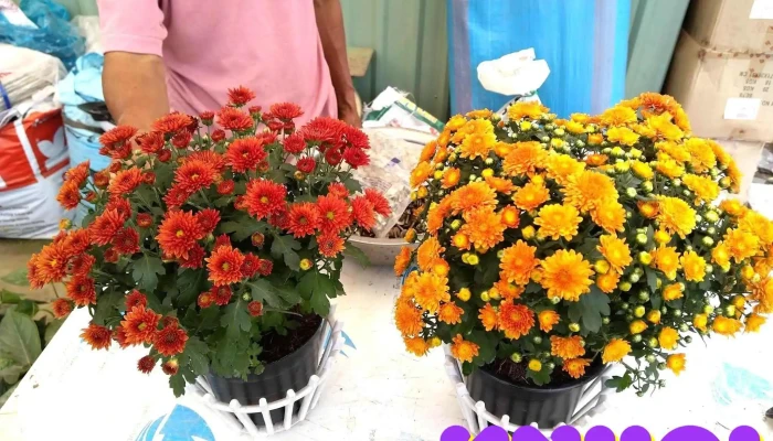 Vuon Cay Kieng Sau Vien Lang Hoa My Tho Cua Chu So Huu - Tiền Giang