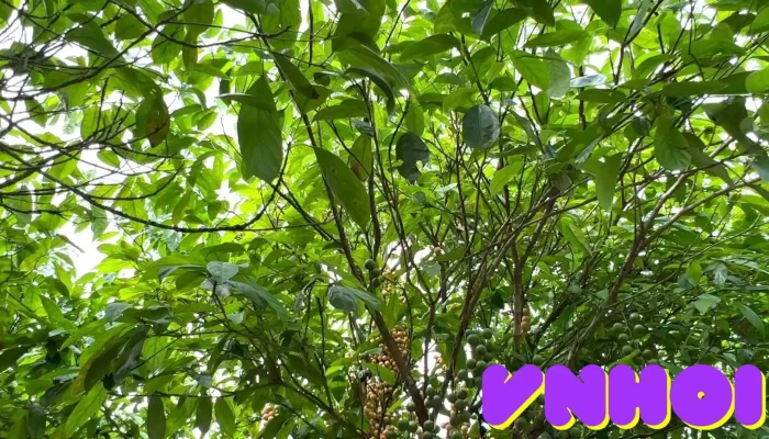 Vuon Dau Be Hai Cua Chu So Huu - Hậu Giang