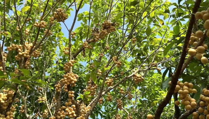 Vuon Dau Be Hai Tat Ca - Hậu Giang