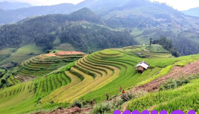 Vuon Hoa Mu Cang Chai Tat Ca - Yên Bái