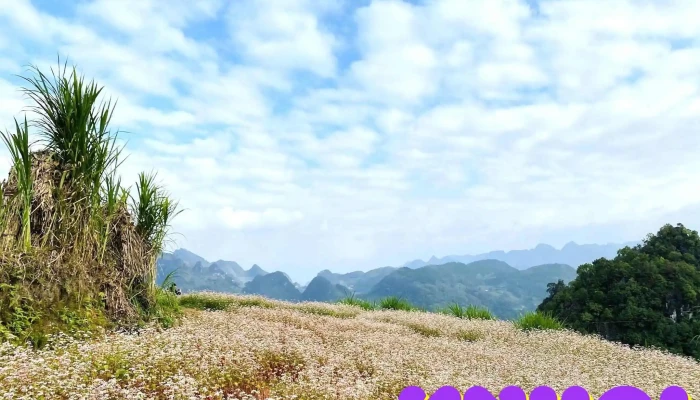 Vuon Hoa Tam Giac Mach Tat Ca - Hà Giang