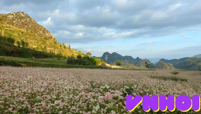Vuon Hoa Tam Giac Mach Video - Hà Giang