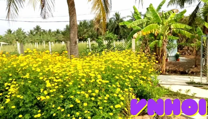 Vuon Hoa Thach Thao Video - Tiền Giang