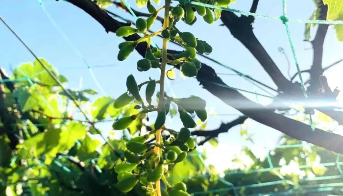 Vuon Nho Bay Thiet Cua Chu So Huu - Bến Tre