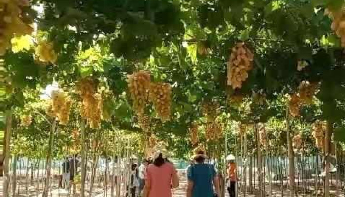 Vuon Nho Le My Video - Bình Thuận