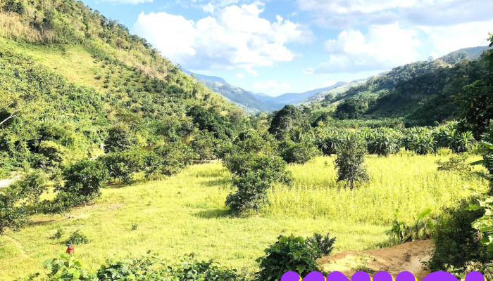 Vuon Quoc Gia Phuoc Binh Duong Mon - Ninh Thuận