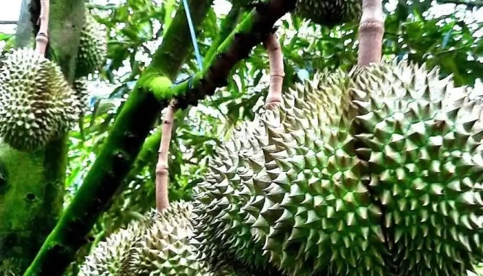 Vuon Sau Rieng Moi Nhat - Tiền Giang