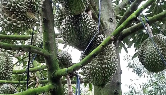 Vuon Sau Rieng Tat Ca - Tiền Giang