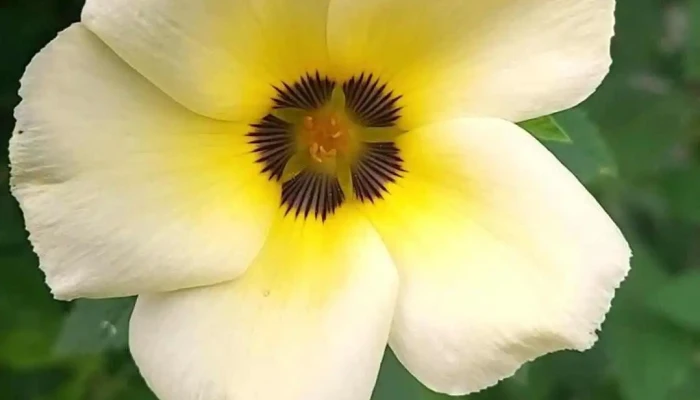 Vuon Tieu Duc Thanh Video - Kiên Giang