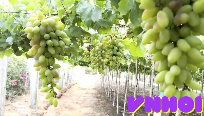 Vy Vy Farm -  Video - Bình Thuận