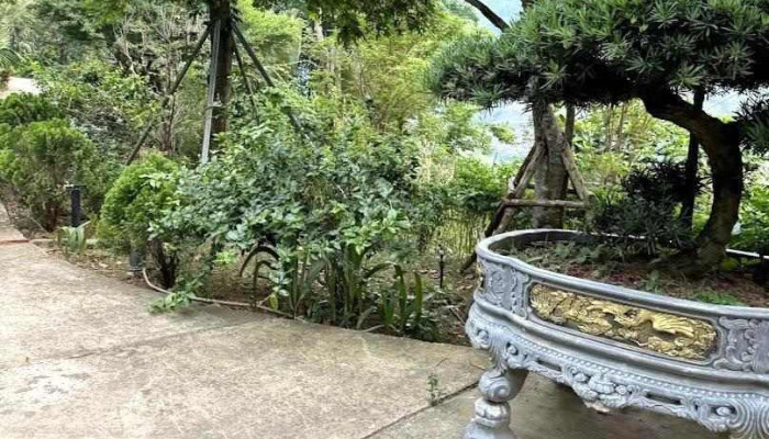 Vườn cam sạch Cao Phong - Hòa Bình