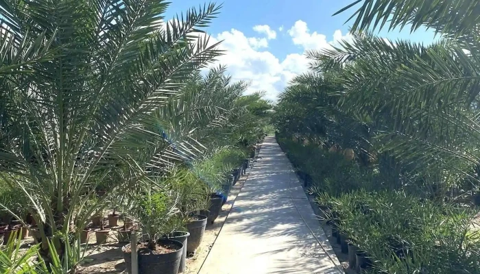 Vườn Chà Là Xuân Trang - Tân Khánh Đông