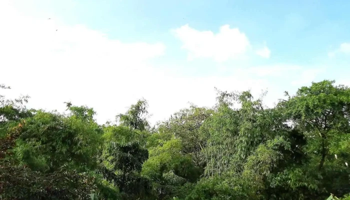 Vườn Cò Tân Long - Long Bình
