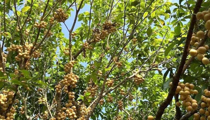 Vườn Dâu Bé Hai - Hậu Giang