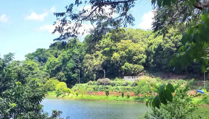 Vườn hoa cải hồ Đăk Ke - Măng Đen