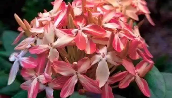 Vườn hoa kiểng Năm Luận - Long Hưng A