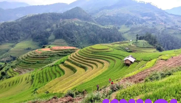 Vườn Hoa Mù Cang Chải - Yên Bái