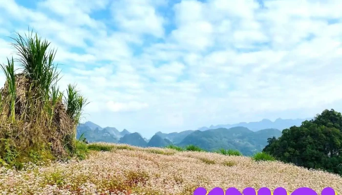 Vườn hoa Tam Giác Mạch - Hà Giang