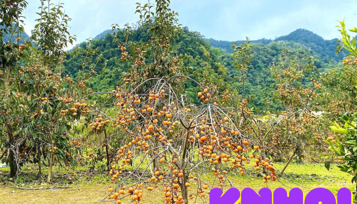 Vườn Hồng Kha Hoa - Mộc Châu