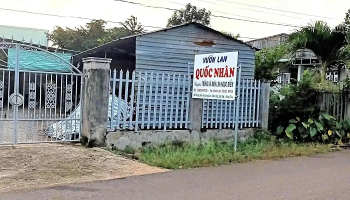 Vườn lan Quốc Nhân - Láng Lon