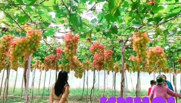Vườn Nho Lê My - Bình Thuận