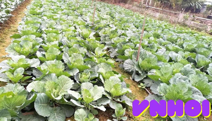 Vườn rau Thụ Hằng - Tam Dương
