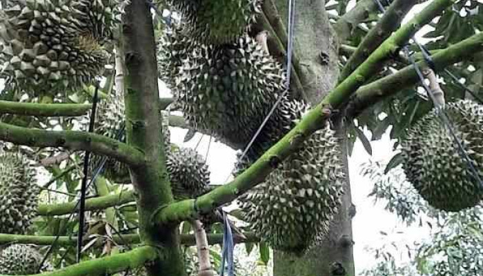 Vườn sầu riêng - Tiền Giang