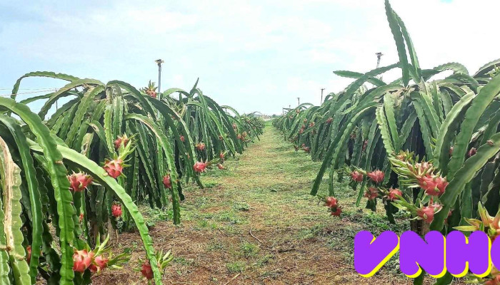 Vườn Thanh Long của Bùi Duy Thịnh - Bình Thuận