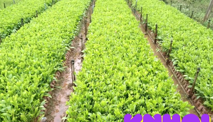 Vườn ươn Đinh Thắm - Chùa 12
