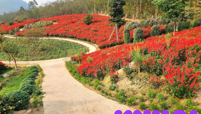 Wonderland Vĩnh Phúc - Đồng Quế