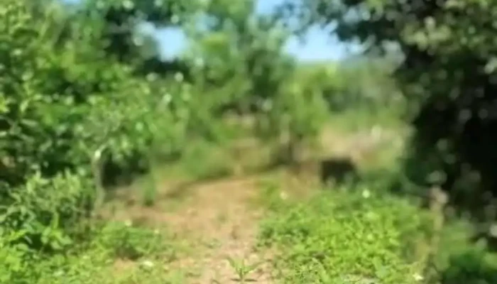 x. Chi Lăng - Lạng Sơn