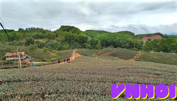 Đồi chè Quảng Long - Unnamed