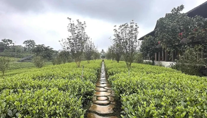 Đồi Chè Tân Cương - Htx Tiến Yên - Tân Cương