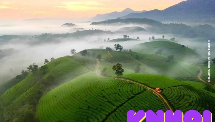 Đồi chè Thanh Sơn - Ql32