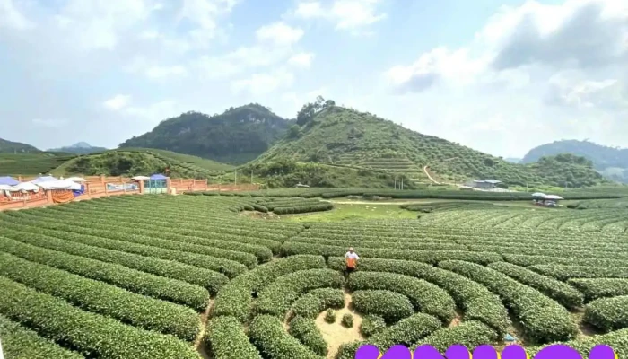 Đồi chè Trái Tim - Road