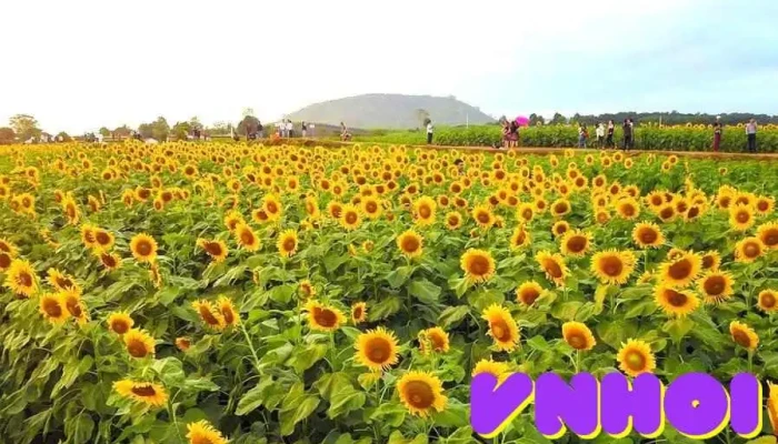 Đồi hoa hướng dương Nghệ An - Nghệ An