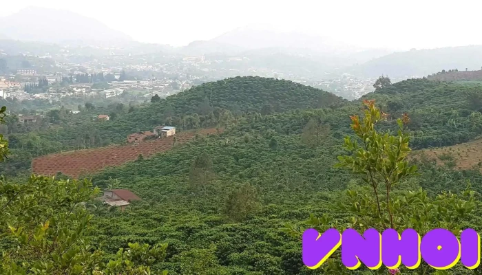 Đồi Thông Phương Bối - Thôn 2